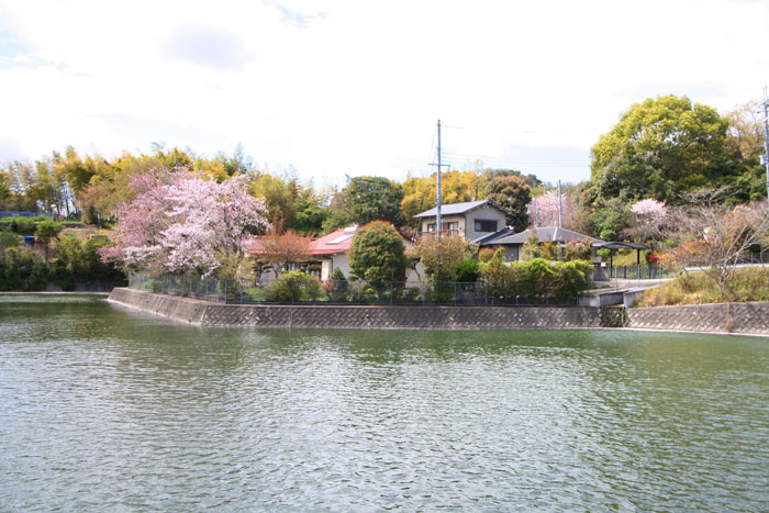kitano sakura wakayama city